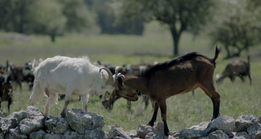 vithisma short film production in greece